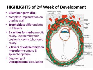 3rd Week _ Trilaminar Germ Disc -7.pptx